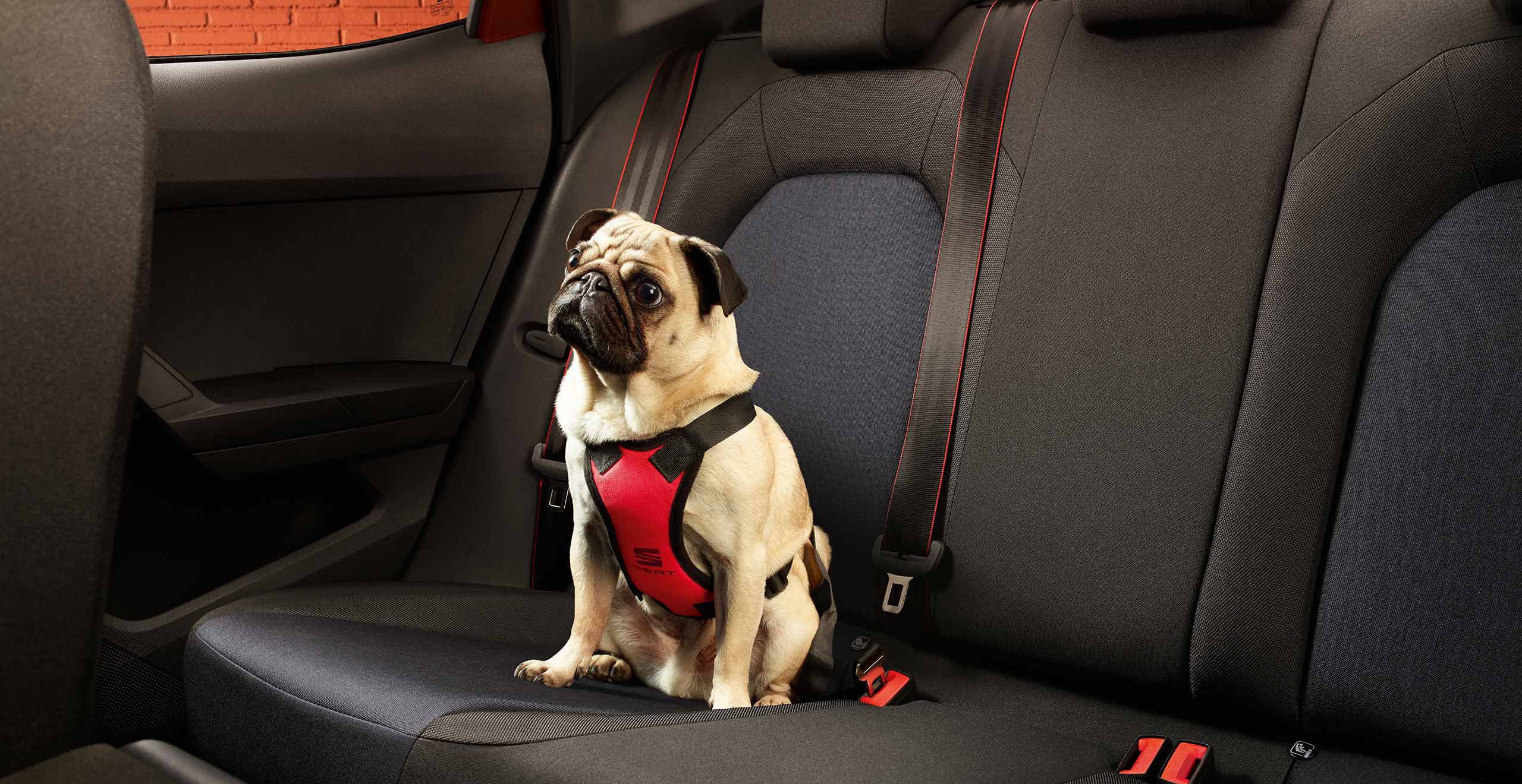 Cane seduto nel sedile posteriore della SEAT Ibiza con pettorina per cani